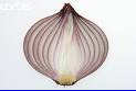 Layers of an Onion
