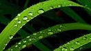 Watching for Rain, Acoustic Piano Album by Anne Trenning