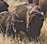 Grazing in the Dakotas