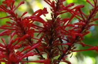 Flowers on the Garden Island