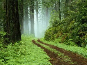 Mystical Forest