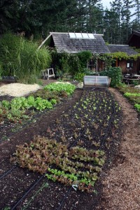 Hollyhock Garden