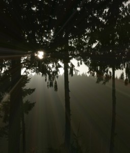 Trees at Hollyhock