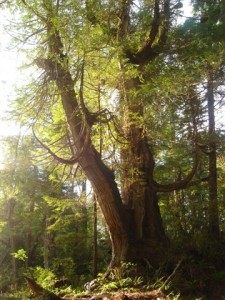 Cedar Tree in the Woods