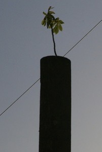 Seedling on top of Telephone Pole