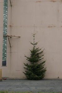 Urban Building and Evergreen Tree